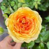Caramel Antike Rose